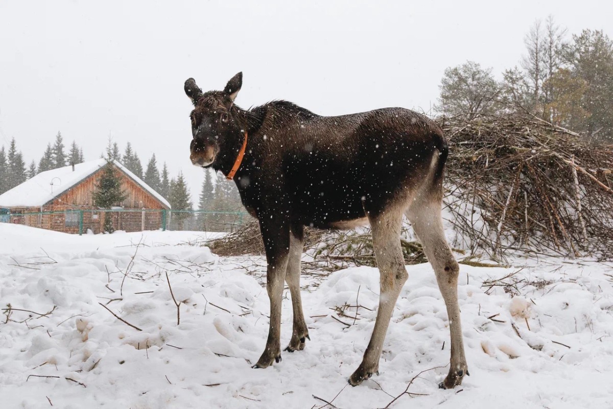 Печоро-Илычский заповедник получил почти 30 млн рублей на возрождение уникальной лосиной фермы